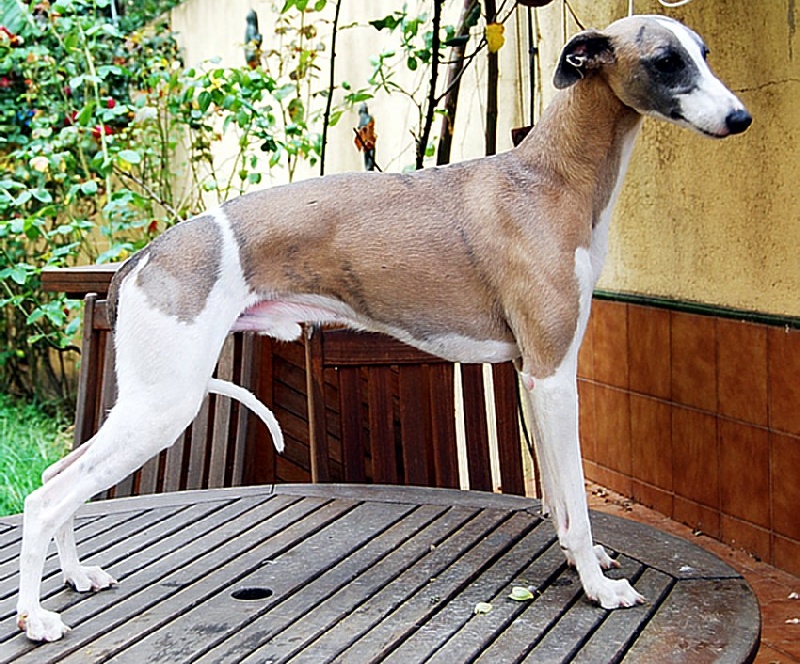 Publication : Can Nel