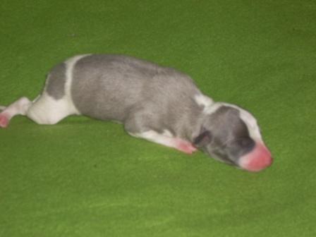 Publication : Can Nel