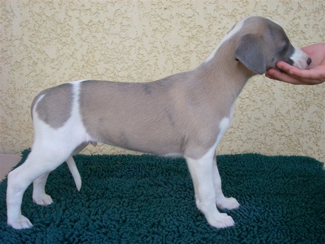 Publication : Can Nel