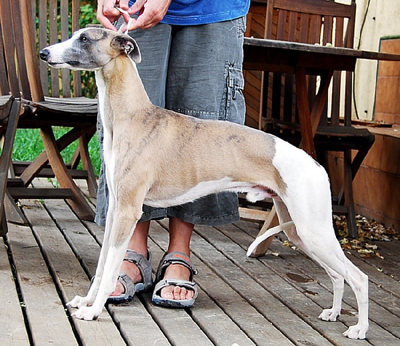 Publication : Can Nel