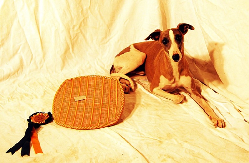 CH. Caruso du castel minervois - CAC, CACIB, BOB, BIG