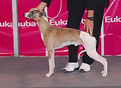 CH. Caruso du castel minervois - Exc 1r Classe Intermédiaire