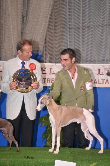CH. Caruso du castel minervois - CAC-CACIB-BOB-BIG