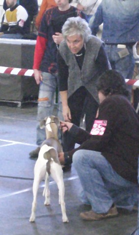 CH. Caruso du castel minervois - MB 1º