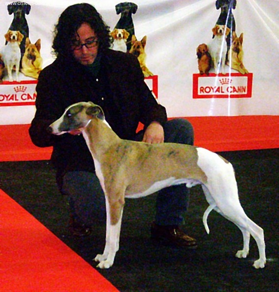 CH. Caruso du castel minervois - Ex 1 MJR