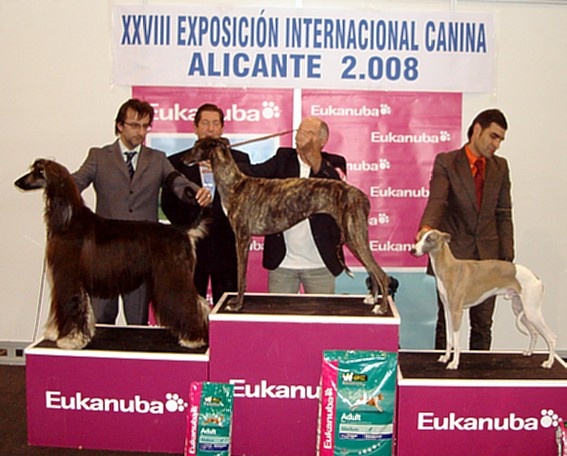 CH. Caruso du castel minervois - CAC-CACIB-BOB-·3BIG