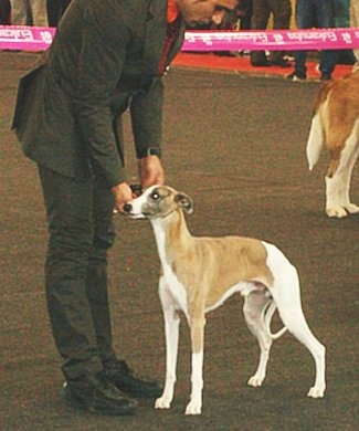 CH. Caruso du castel minervois - CAC