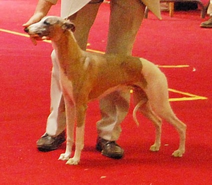 CH. Caruso du castel minervois - CAC, CACIB, BOB, BIG2
