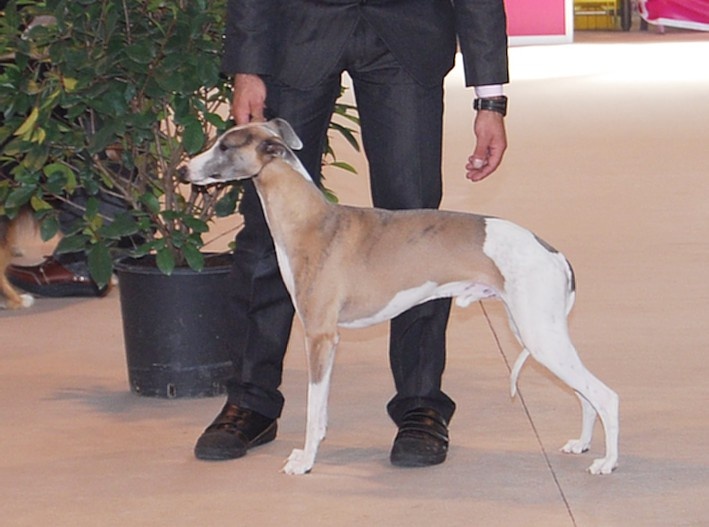 CH. Caruso du castel minervois - CAC-CACIB