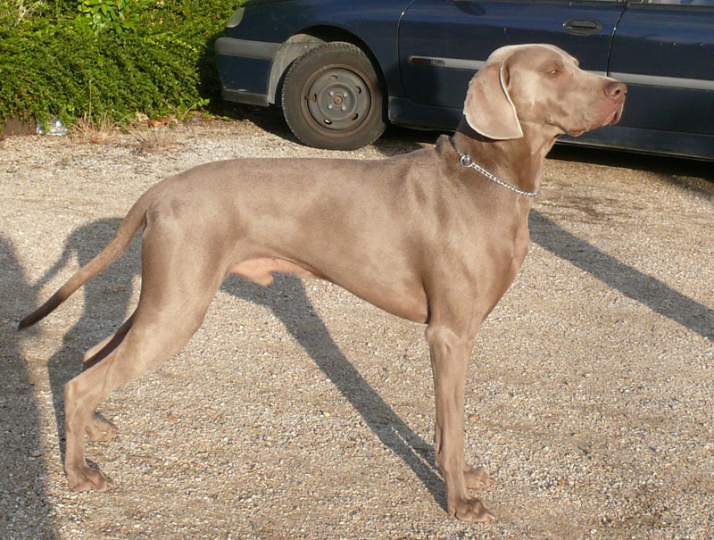 Secret de Lune D'just a dream - 3ème excellent