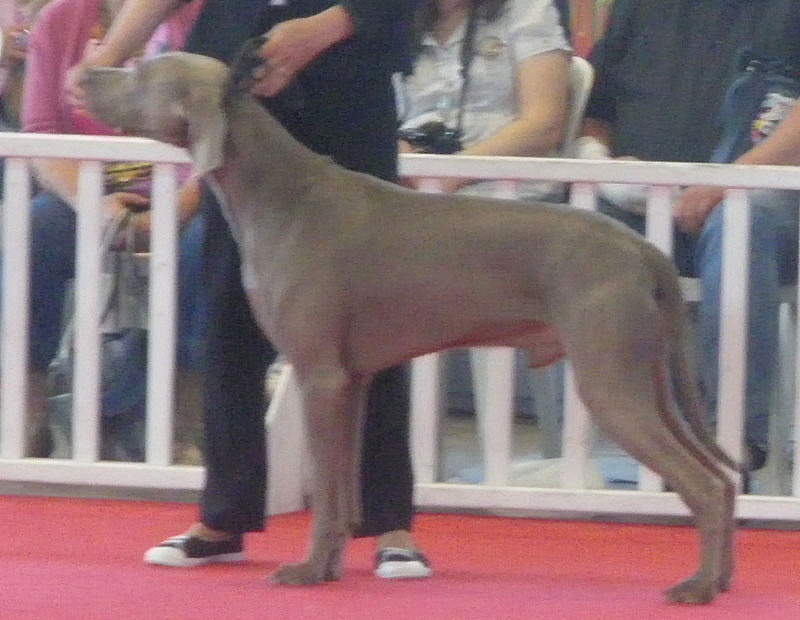 Secret de Lune D'just a dream - CACS/CACIB - Meilleur de race