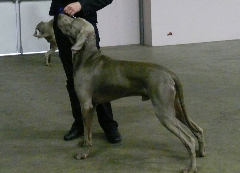 Secret de Lune D'just a dream - 1er excellent en classe ouvert - R-CACS