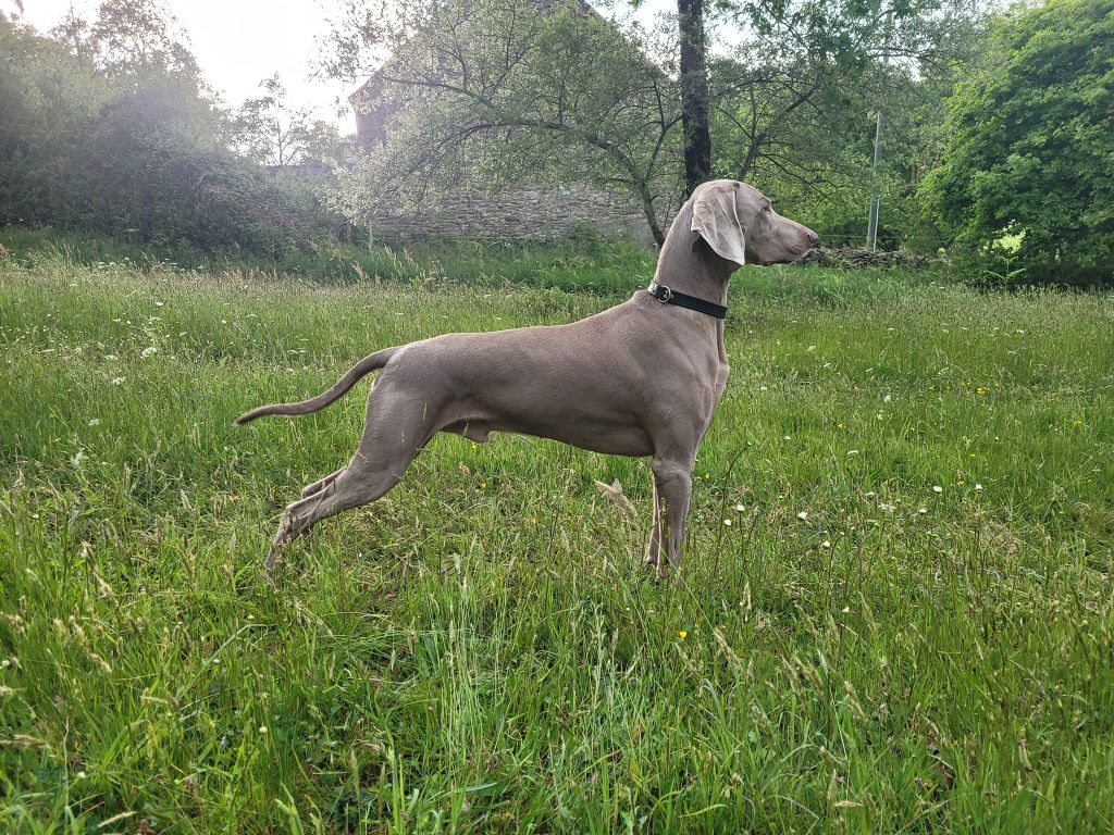 Secret de Lune Monsieur jack - 4 ème excellent