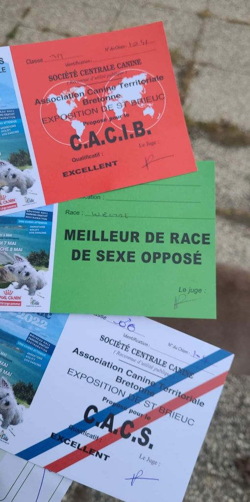 Secret de Lune Monsieur jack - CACS / CACIB & BOS