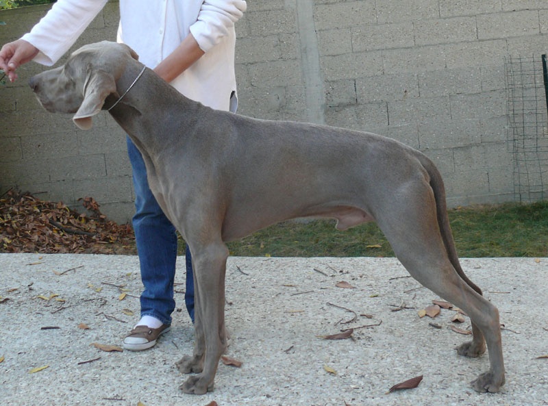 Secret de Lune D'just a dream - 3ème excellent