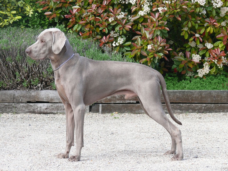 Secret de Lune D'just a dream - 3ème excellent