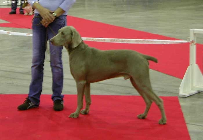 Ulysse dit ugo (Sans Affixe) - CACIB/CACS - 1er excellent en classe ouverte