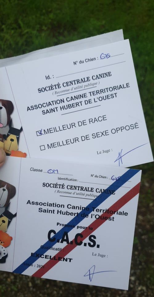 Secret de Lune Monsieur jack - 1er excellent - CACS & Meilleur de race