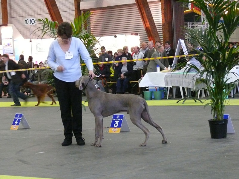 Secret de Lune D'just a dream - Classe Puppy - Très prometteur