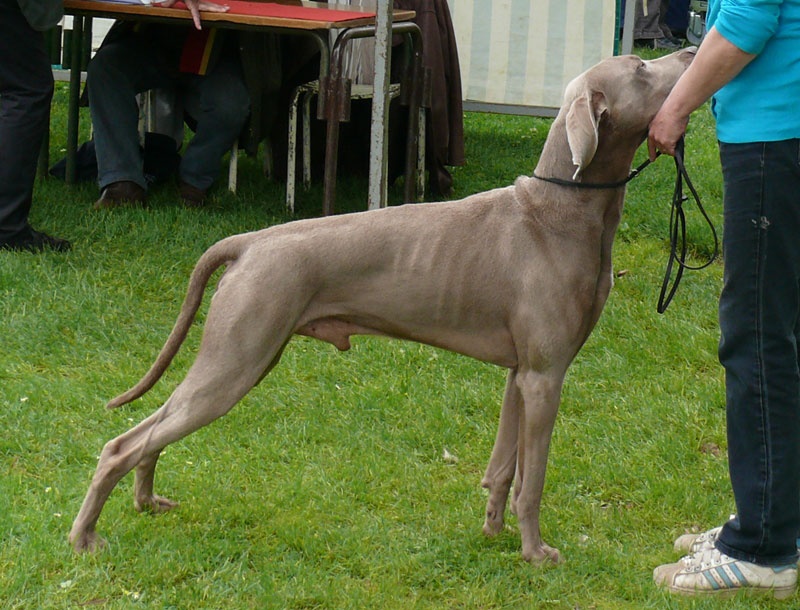 Secret de Lune D'just a dream - 1er excellent - CACS