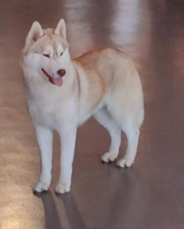 Seth of Wolf's River - 2eme Excellent/classe jeune