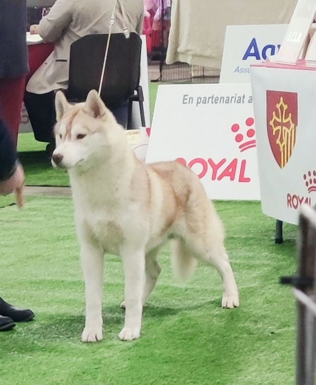 Seth of Wolf's River - 1er excellent - classe jeune