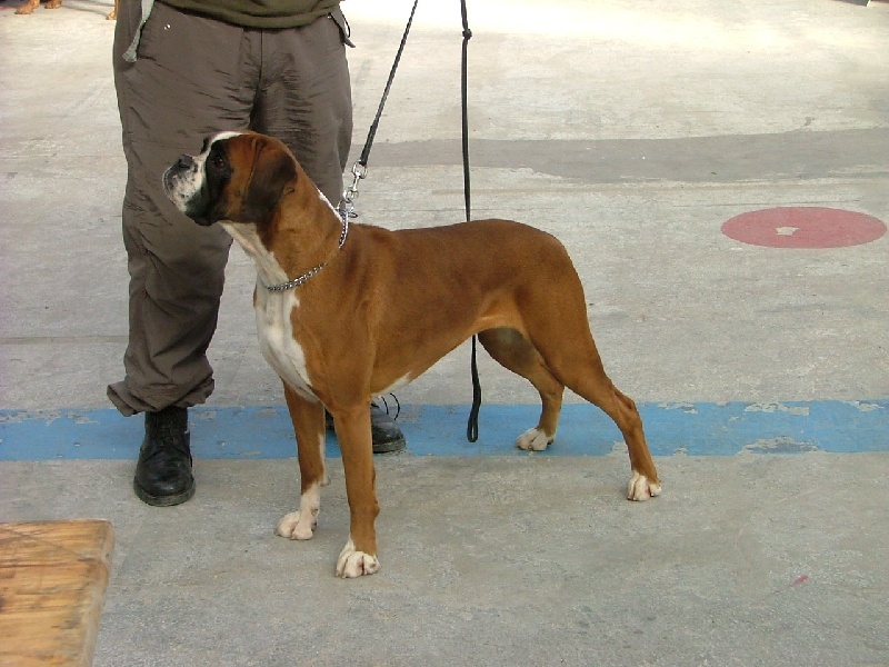 Anaïs ice cream's queen des Zé de Philoctête