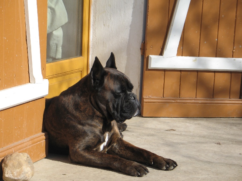 Sultan dit sirius de l'empire romain