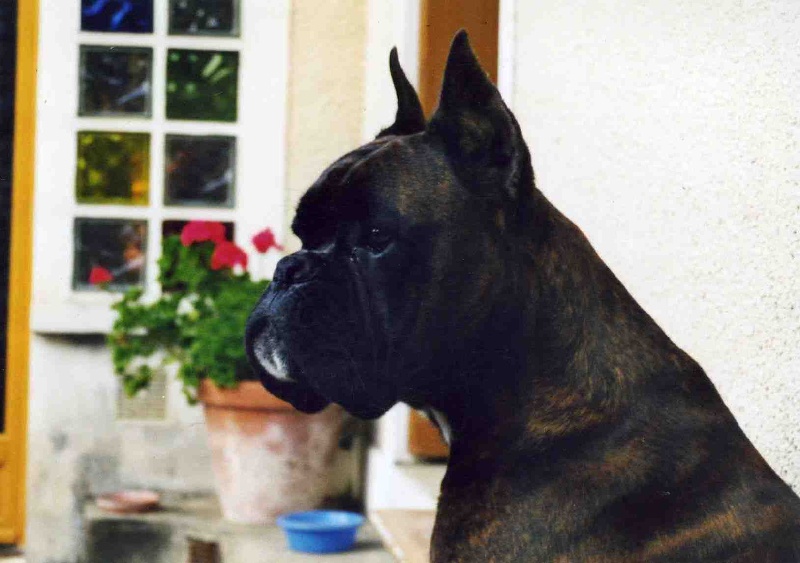 Sultan dit sirius de l'empire romain