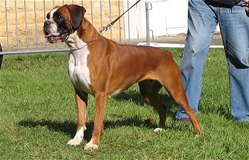 Anaïs ice cream's queen des Zé de Philoctête