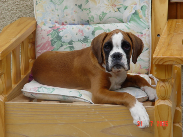 Anaïs ice cream's queen des Zé de Philoctête