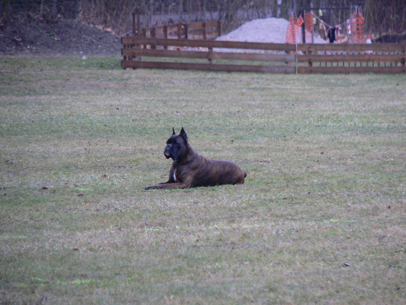 Sultan dit sirius de l'empire romain