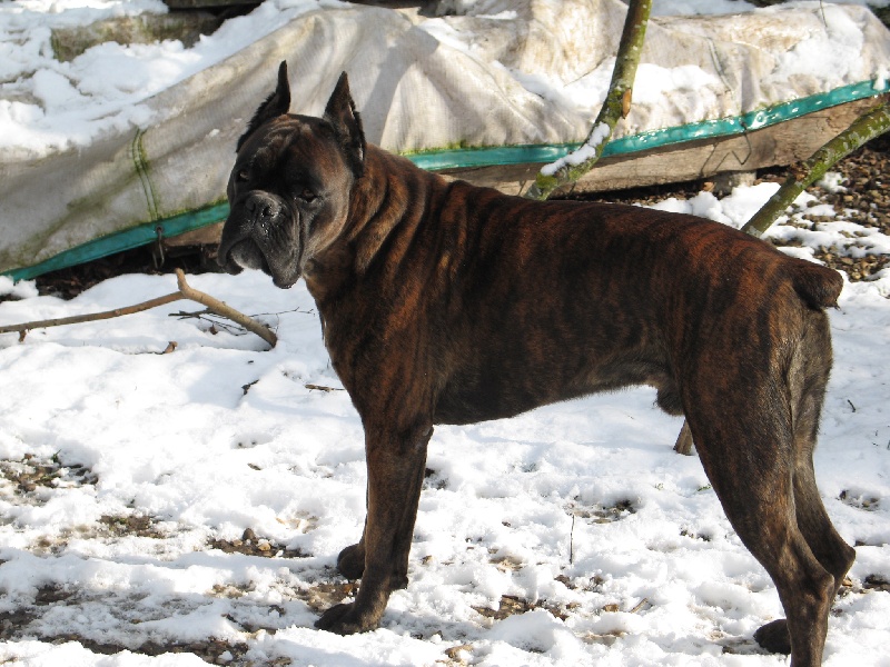 Sultan dit sirius de l'empire romain