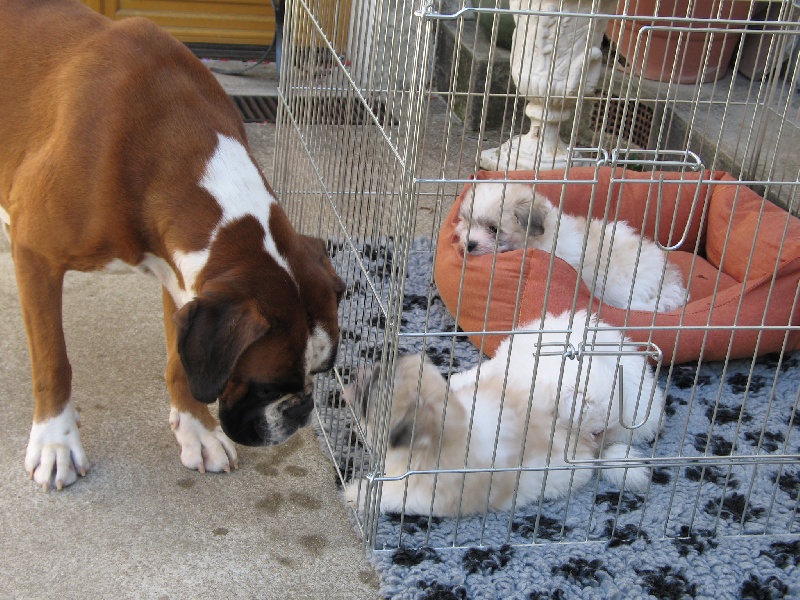 Anaïs ice cream's queen des Zé de Philoctête