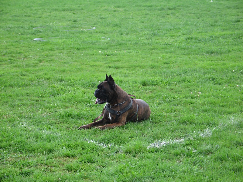 Sultan dit sirius de l'empire romain