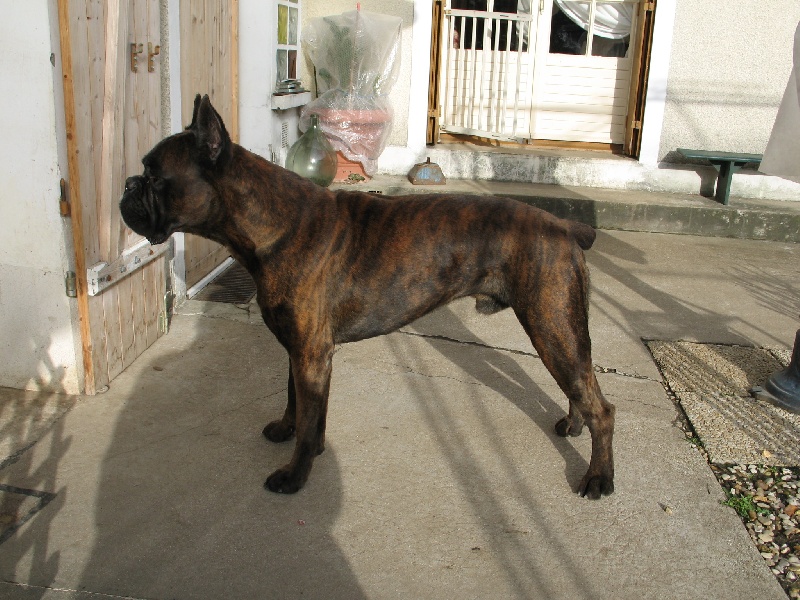 Sultan dit sirius de l'empire romain