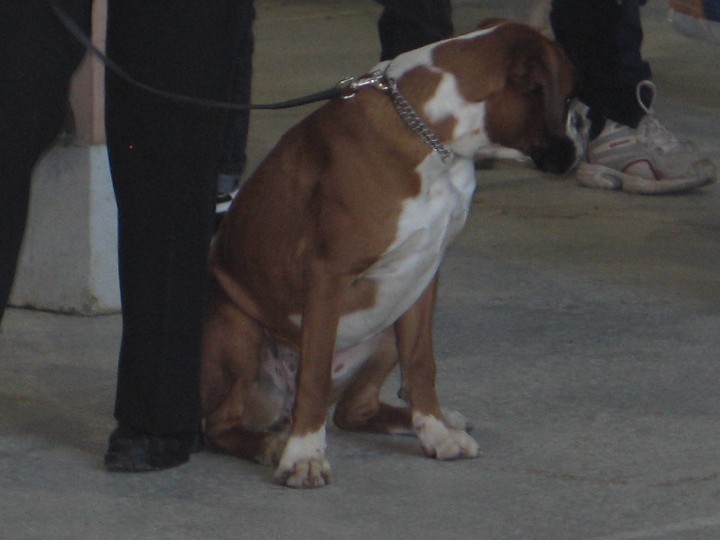 Anaïs ice cream's queen des Zé de Philoctête