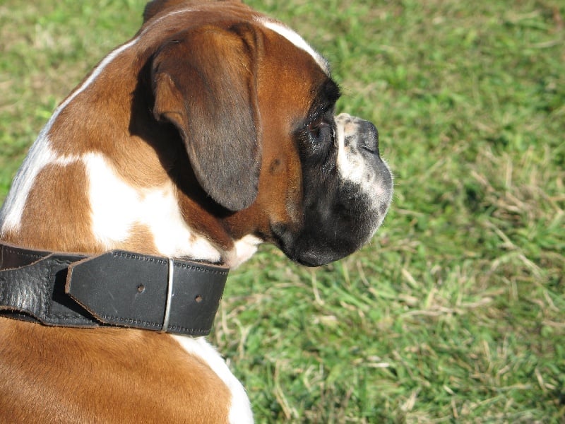 Anaïs ice cream's queen des Zé de Philoctête