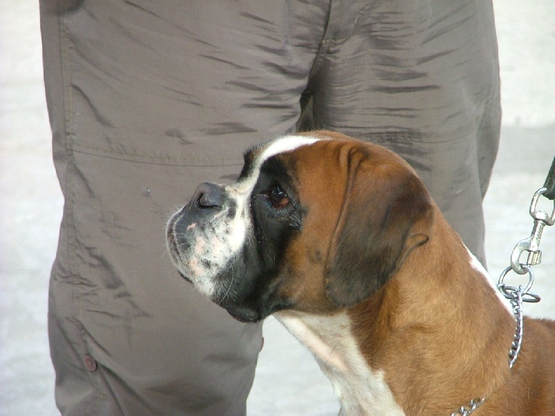 Anaïs ice cream's queen des Zé de Philoctête