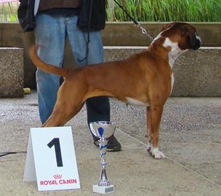 Anaïs ice cream's queen des Zé de Philoctête - 1ère EXC - médaille d'or