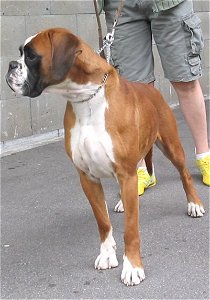 Anaïs ice cream's queen des Zé de Philoctête - 1 ère EXC - CAC jeune Meilleur Jeune