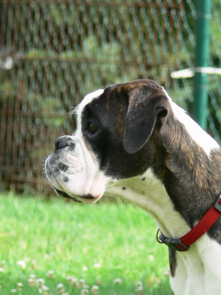 Chiara della gens clodia