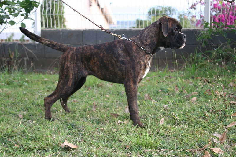 Doulcinea della gens clodia