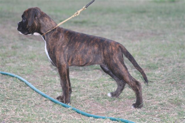 Doulcinea della gens clodia