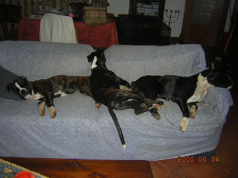 Chiara della gens clodia