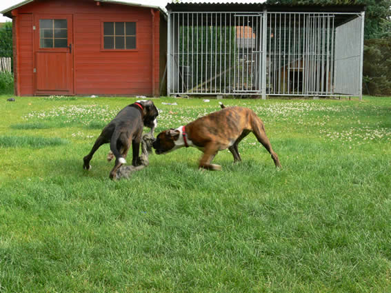 Chiara della gens clodia