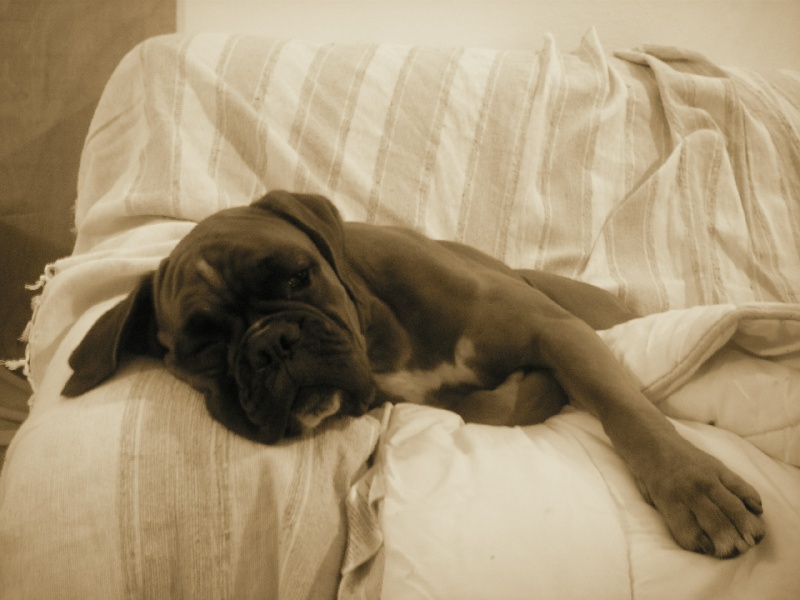 Vin diesel De la petite bicounosse