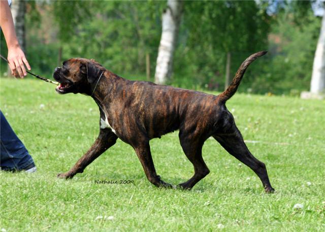 Doulcinea della gens clodia