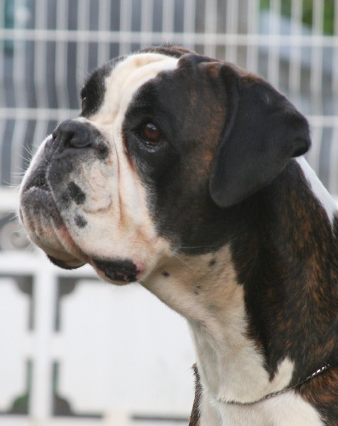 Chiara della gens clodia