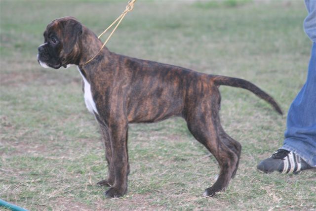 Doulcinea della gens clodia